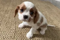 Brooke, a female Cavalier King Charles Spaniel for sale in Sturgis, MI – Photo 2 of 6