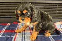 Mikey, a male Cavalier King Charles Spaniel for sale in Sturgis, MI – 6 of 9