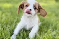 Rocky, a male Cavalier King Charles Spaniel for sale in Sturgis, MI – 4 of 10