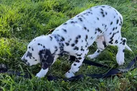 Lavida , a female Dalmatian for sale in Sturgis, MI – 7 of 10