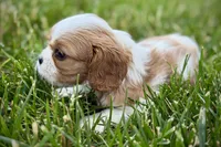 Holly, a female Cavalier King Charles Spaniel for sale in Sturgis, MI – 3 of 10