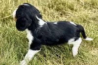 Iris , a female Cavalier King Charles Spaniel for sale in Sturgis, MI – 2 of 9