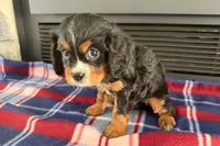 Major, a male Cavalier King Charles Spaniel for sale in Sturgis, MI – 10 of 10