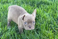 June , a female Frenchton for sale in Sturgis, MI – 4 of 10
