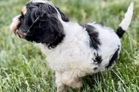 Frankie, a male Cavalier King Charles Spaniel and Poodle - Miniature  for sale in Sturgis, MI – 2 of 10