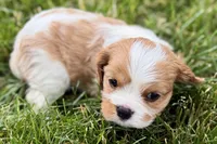 Huggie, a female Cavalier King Charles Spaniel for sale in Sturgis, MI – 4 of 9
