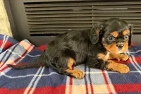 Mikey, a male Cavalier King Charles Spaniel for sale in Sturgis, MI – 2 of 9