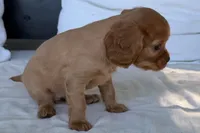 Sadie , a female Cavalier King Charles Spaniel for sale in Sturgis, MI – 6 of 10