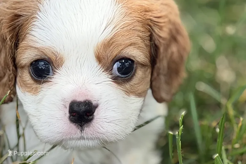 Hopper  – Cavalier King Charles Spaniel puppy for sale in Sturgis, MI