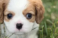 Hopper , a male Cavalier King Charles Spaniel for sale in Sturgis, MI – 1 of 10