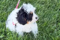 North, a male Cavapoo for sale in Sturgis, MI – 10 of 10