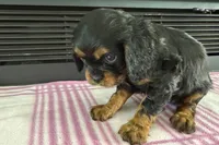 Maya, a female Cavalier King Charles Spaniel for sale in Sturgis, MI – 6 of 7