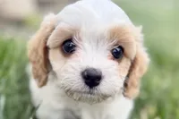 Finn, a male Cavalier King Charles Spaniel and Poodle - Miniature  for sale in Sturgis, MI – 1 of 10