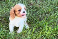 Earl, a male Cavalier King Charles Spaniel for sale in Sturgis, MI – 6 of 7