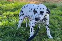 Lavida , a female Dalmatian for sale in Sturgis, MI – 2 of 10
