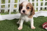 Weeny, a female Cavalier King Charles Spaniel for sale in Sturgis, MI – Photo 3 of 6