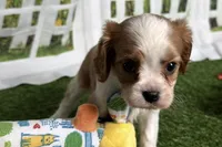 Weeny, a female Cavalier King Charles Spaniel for sale in Sturgis, MI – Photo 1 of 6