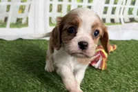 Weeny, a female Cavalier King Charles Spaniel for sale in Sturgis, MI – Photo 6 of 6