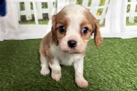 Weeny, a female Cavalier King Charles Spaniel for sale in Sturgis, MI – Photo 2 of 6