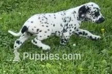 Larry – Dalmatian puppy for sale in Sturgis, MI