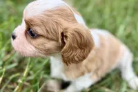 Ari , a female Cavalier King Charles Spaniel for sale in Sturgis, MI – 7 of 9