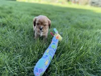 Montey, a male Cavalier King Charles Spaniel for sale in Sturgis, MI – Photo 7 of 7