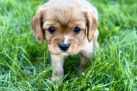 Montey, a male Cavalier King Charles Spaniel for sale in Sturgis, MI – Photo 5 of 7