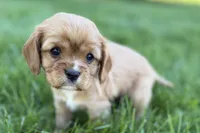 Montey, a male Cavalier King Charles Spaniel for sale in Sturgis, MI – Photo 3 of 7