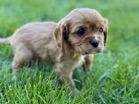 Montey, a male Cavalier King Charles Spaniel for sale in Sturgis, MI – Photo 4 of 7