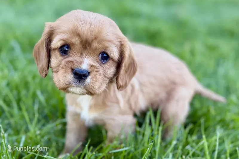 Montey – Cavalier King Charles Spaniel puppy for sale in Sturgis, MI