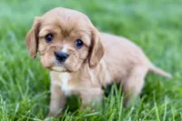 Montey, a male Cavalier King Charles Spaniel for sale in Sturgis, MI – Photo 1 of 7