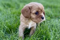 Montey, a male Cavalier King Charles Spaniel for sale in Sturgis, MI – Photo 2 of 7