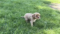Montey, a male Cavalier King Charles Spaniel for sale in Sturgis, MI – Photo 6 of 7