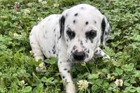 Lavida , a female Dalmatian for sale in Sturgis, MI – 10 of 10