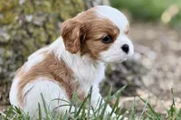Holly, a female Cavalier King Charles Spaniel for sale in Sturgis, MI – 4 of 10