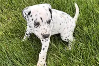 Levi, a male Dalmatian for sale in Sturgis, MI – 6 of 8