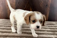 Barbarella, a female Cavalier King Charles Spaniel for sale in Sturgis, MI – Photo 5 of 8