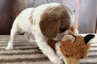 Barbarella, a female Cavalier King Charles Spaniel for sale in Sturgis, MI – Photo 7 of 8
