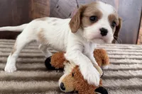Barbarella, a female Cavalier King Charles Spaniel for sale in Sturgis, MI – Photo 1 of 8