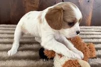 Barbarella, a female Cavalier King Charles Spaniel for sale in Sturgis, MI – Photo 4 of 8