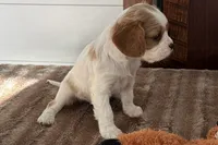 Barbarella, a female Cavalier King Charles Spaniel for sale in Sturgis, MI – Photo 3 of 8