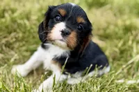 Indie, a female Cavalier King Charles Spaniel for sale in Sturgis, MI – 4 of 9