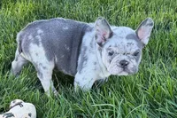 Jesse, a male Frenchton for sale in Sturgis, MI – 6 of 10