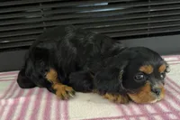 Morgan, a female Cavalier King Charles Spaniel for sale in Sturgis, MI – 6 of 7