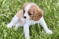 Rusty, a male Cavalier King Charles Spaniel for sale in Sturgis, MI – 4 of 9