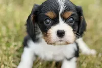 Iris , a female Cavalier King Charles Spaniel for sale in Sturgis, MI – 5 of 9