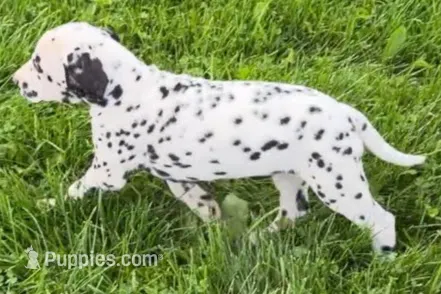 Lamar – Dalmatian puppy for sale in Sturgis, MI
