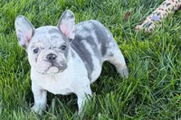 Jesse, a male Frenchton for sale in Sturgis, MI – 4 of 10