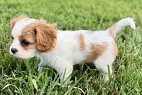 Violet, a female Cavalier King Charles Spaniel for sale in Sturgis, MI – 10 of 10