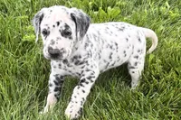 Leo, a male Dalmatian for sale in Sturgis, MI – 8 of 8
